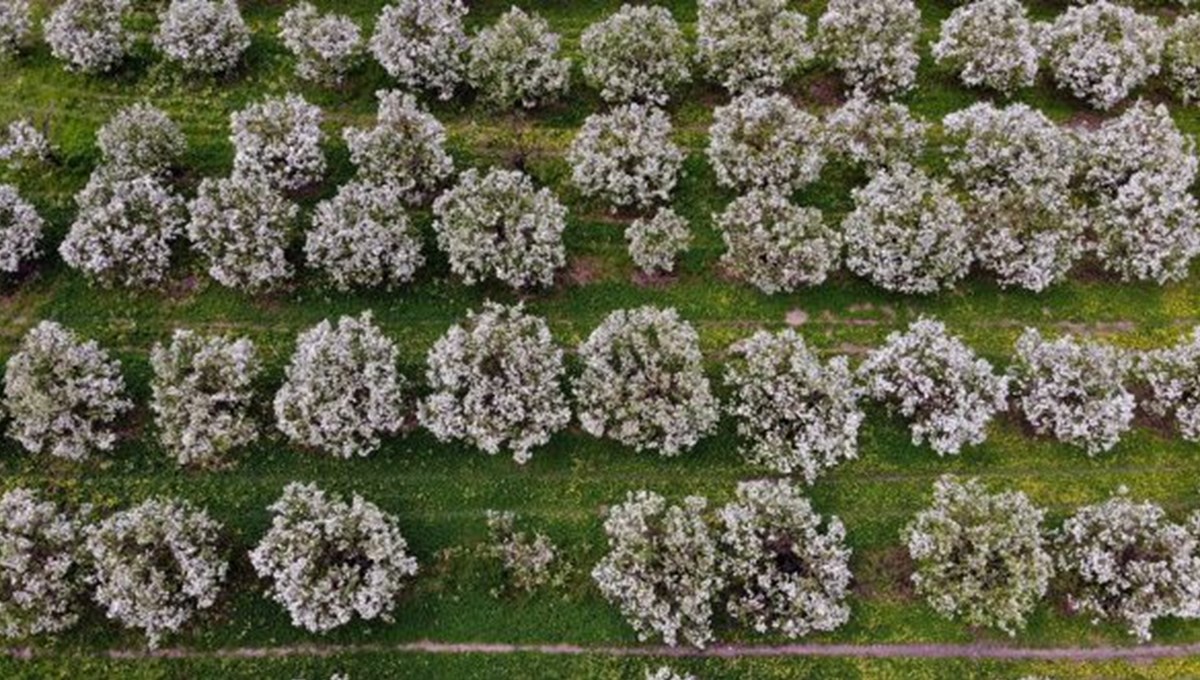 Sakarya'da ayva çiçek açtı