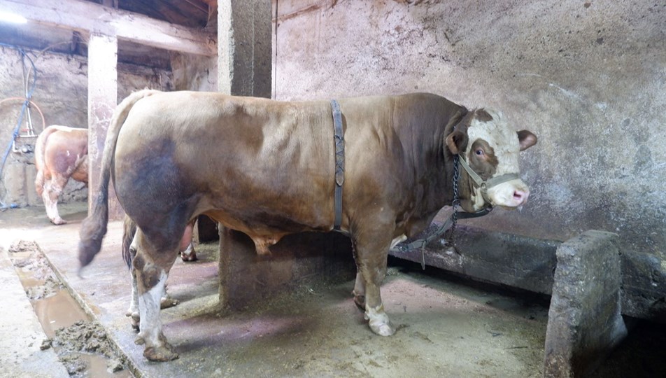 Tam 1 ton 200 kilo! Alıcısını buldu, fiyatı dudak uçuklattı