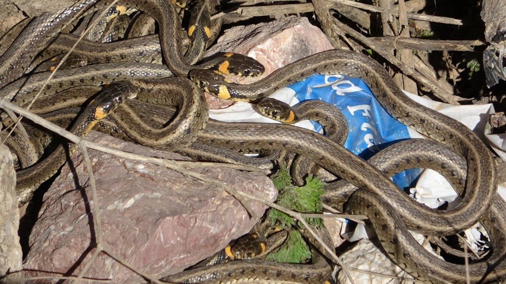 Yüksekova'da sürü halindeki yılanlar Brezilya'nın 'Yılan Adası'nı andırıyor - 5