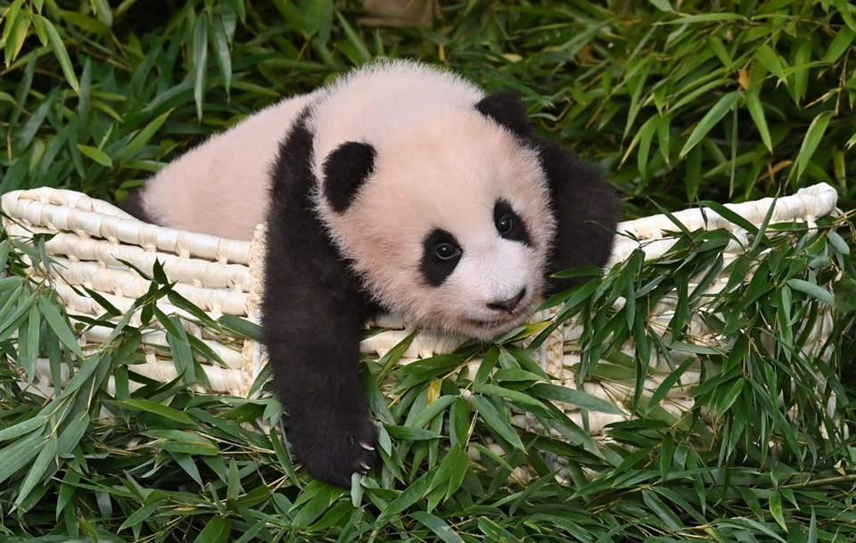 Blackpink panda Fu Bao yüzünden eleştirilerin hedefinde - 1