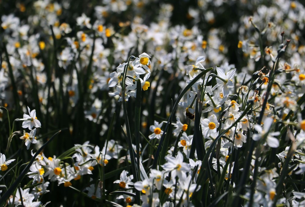 Hidden paradise discovered 3 years ago in Adana: Narcissus Island - 5