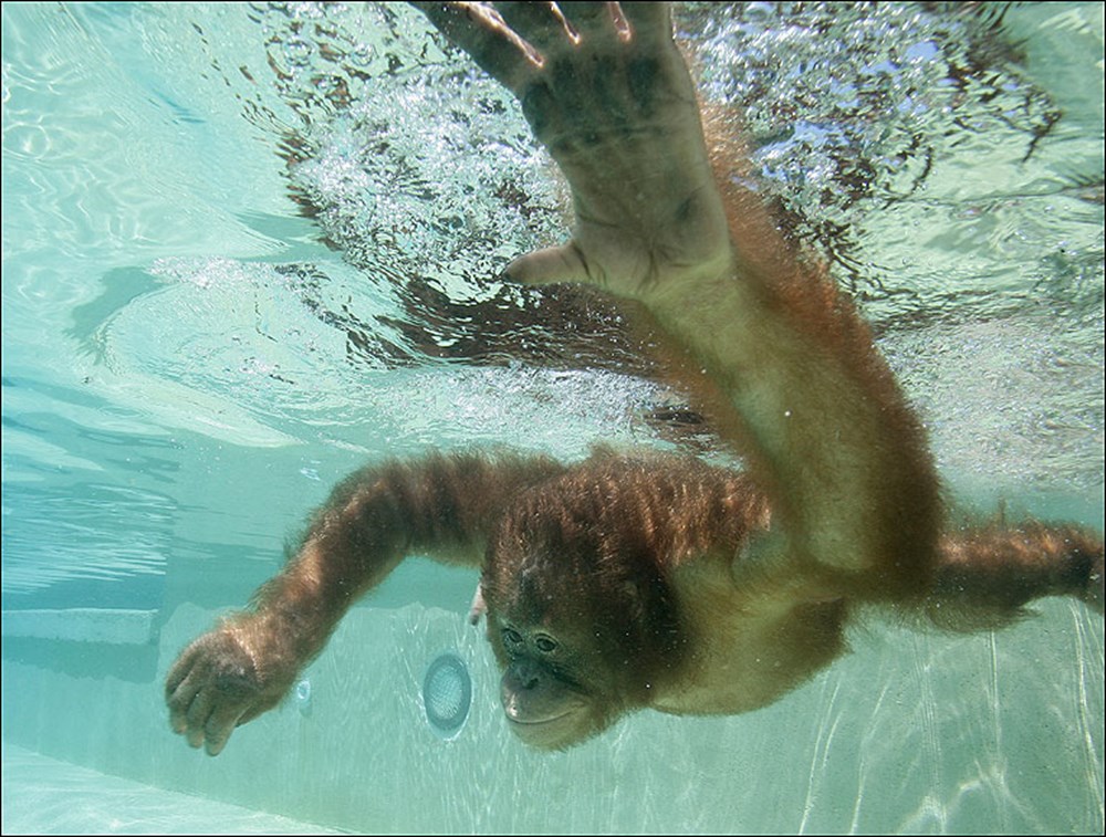 Шимпанзе плавает. Обезьянка в бассейне. Monkey плывет. Обезьянка под водой. Шимпанзе в бассейне.