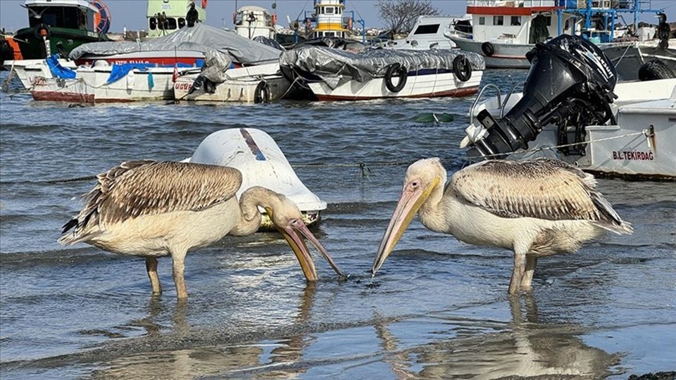 Pelikanlar Türkiye'den gitmek istemiyor: Uzmanlardan uyarı - 1