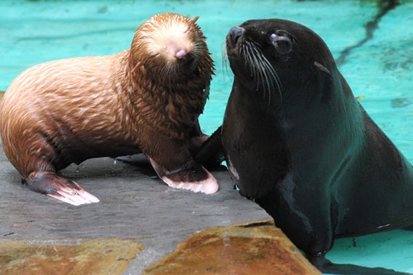 albino foka isim araniyor magazin haberleri ntv