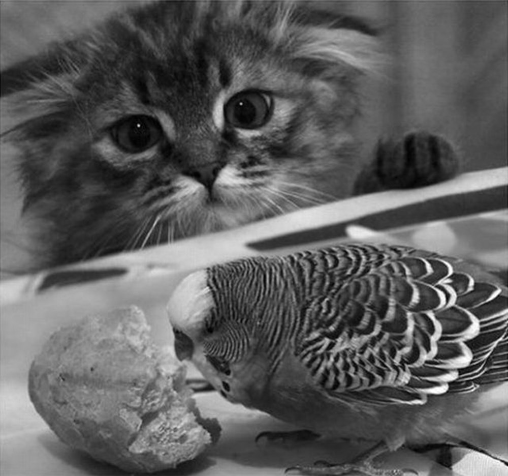 Приколы с котами и попугаями