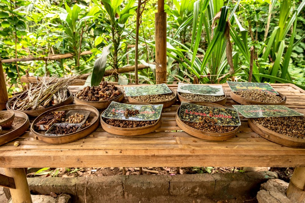Kedi dışkısından üretilen dünyanın en pahalı kahvesi Kopi Luwak (Kilosu