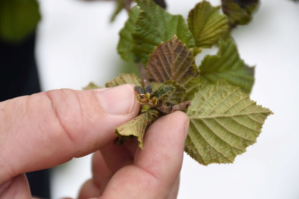 uzNfNncJREytNEPpsZ79zQ