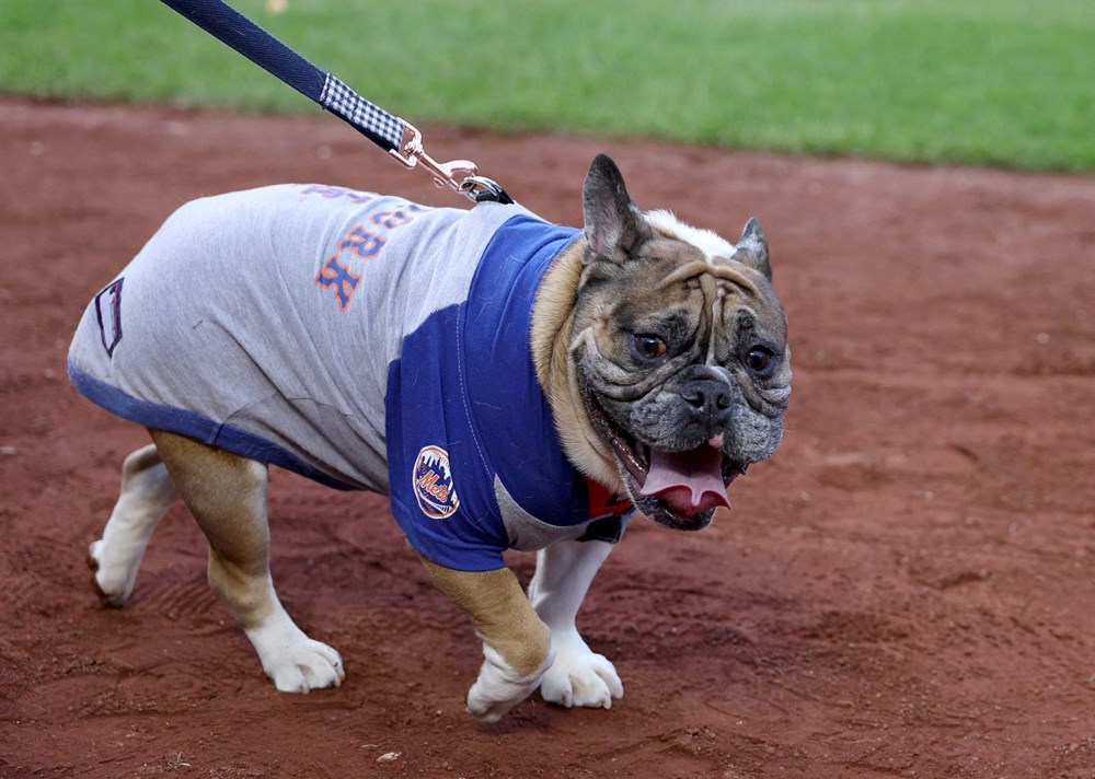 ABD'de en iyi kostümlü köpek yarışması düzenlendi - 6