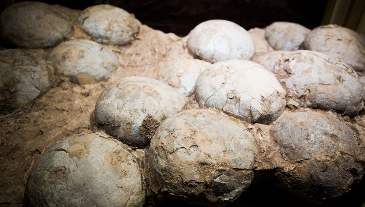 İlk kez dinozor yumurtasının yaşı hesaplandı