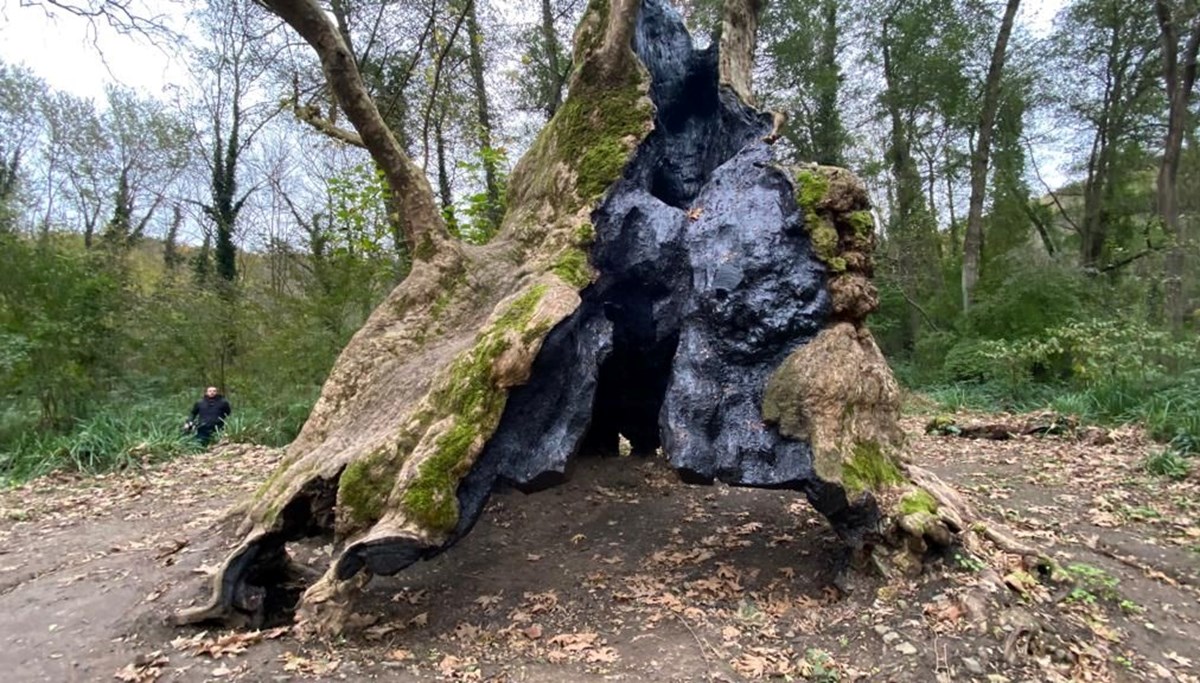 İstanbul'un tarihe tanıklık eden en yaşlı ağacı