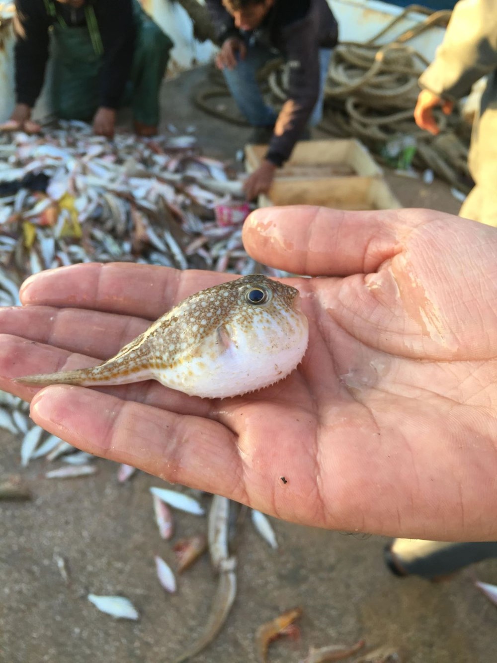 İstilacı zehirli balon balıkları Kuzey Ege'de (Marmara için önlem uyarısı) - 5