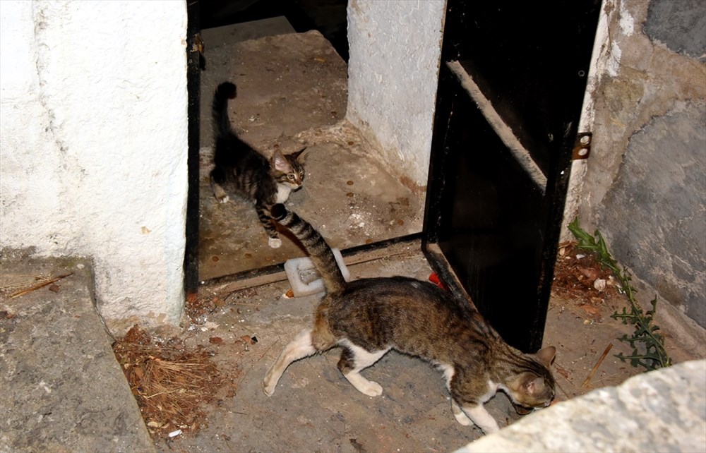 Sarnıca düşen yavru kediyi "kedi sesi" ile kurtardılar NTV