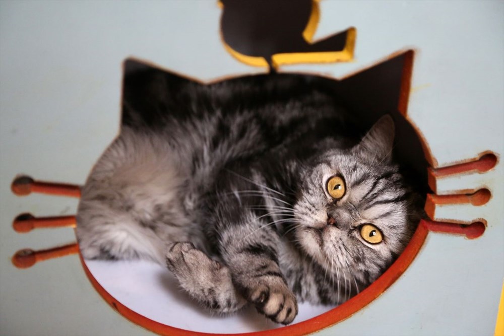 Onlarca kediye ev sahipliği yapan sıra dışı 'Kedi Müzesi' - 8