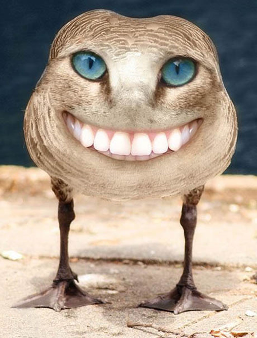 Смешные существа