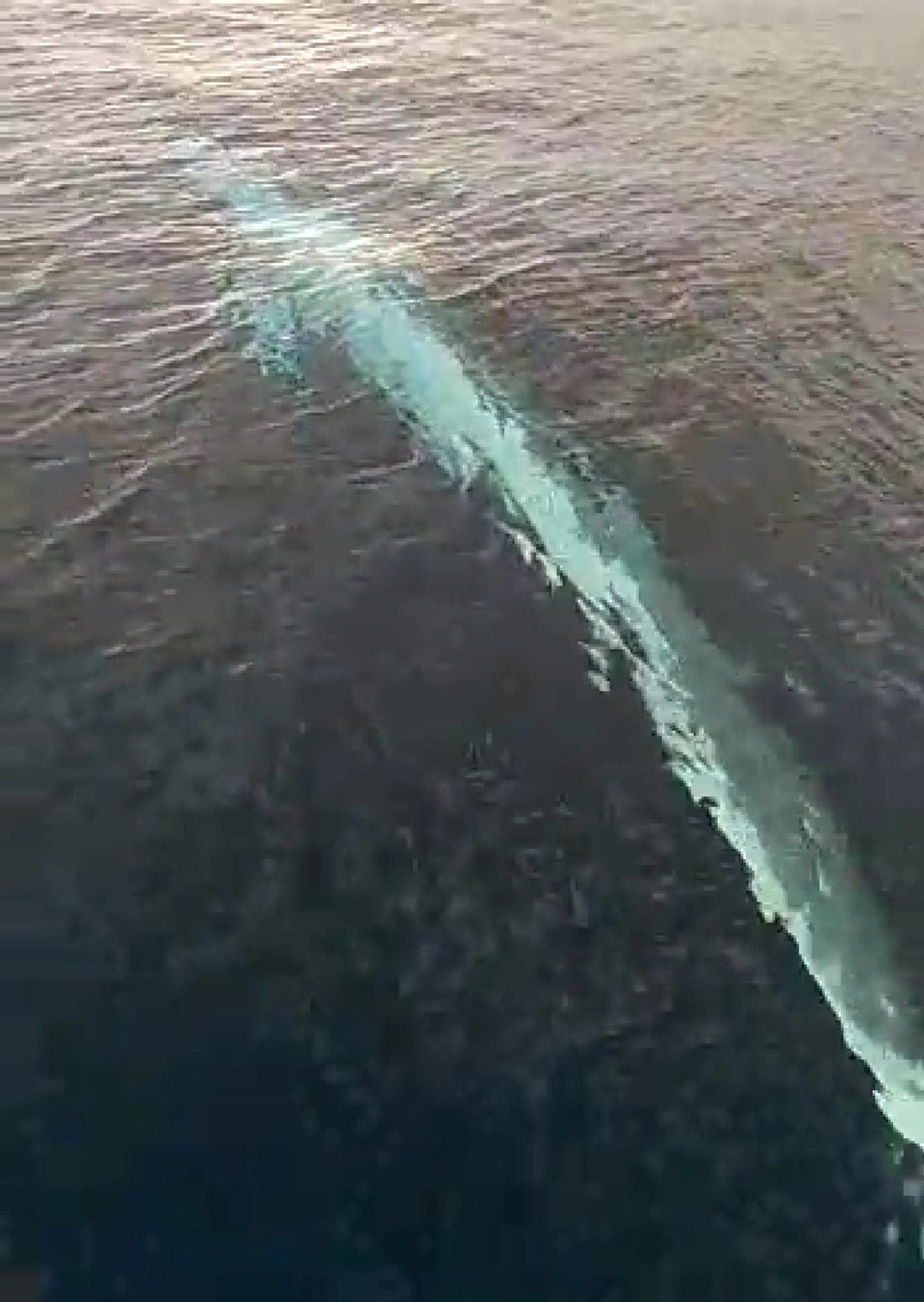 Adana'da 15 metrelik oluklu balina görüntülendi - 1