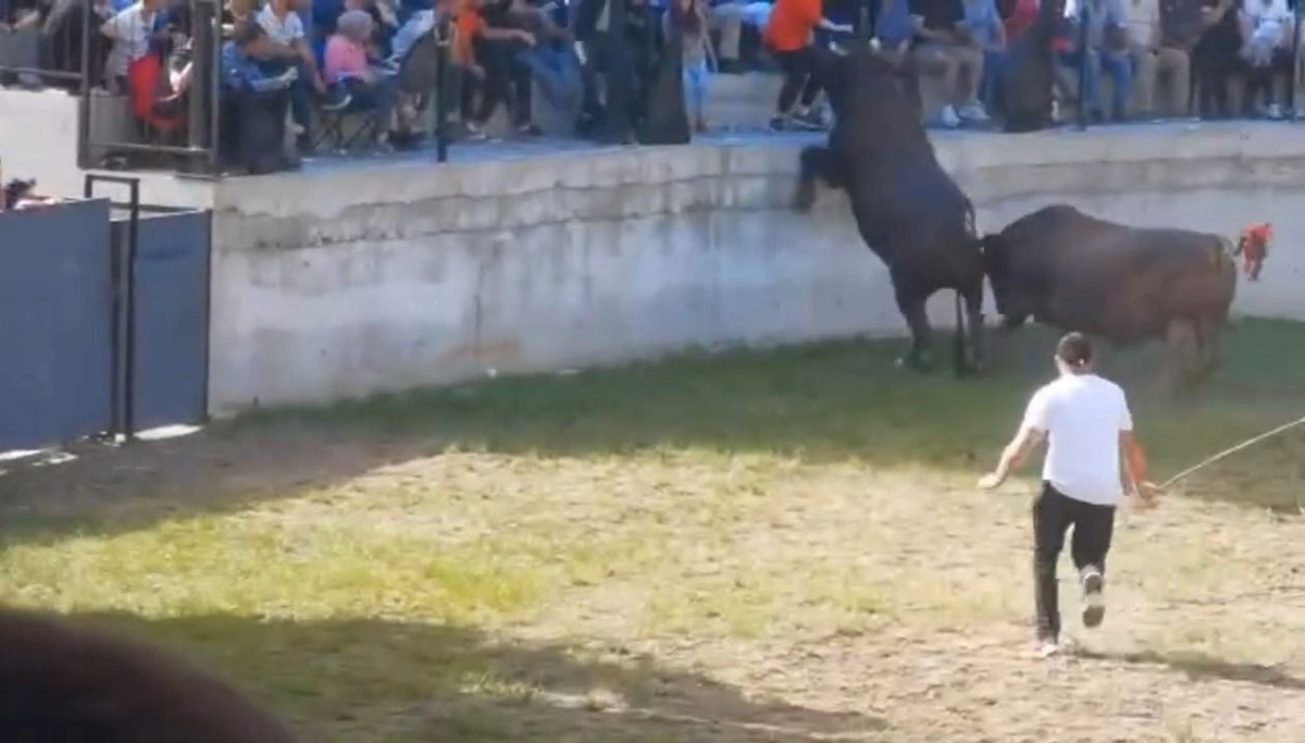 Boğa güreşinde korku dolu anlar Boğa güreşinde korku dolu anlar