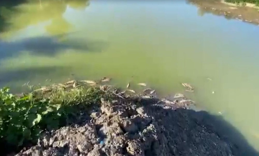 Tedirgin eden görüntü: Toplu balık ölümleri sürüyor - 3