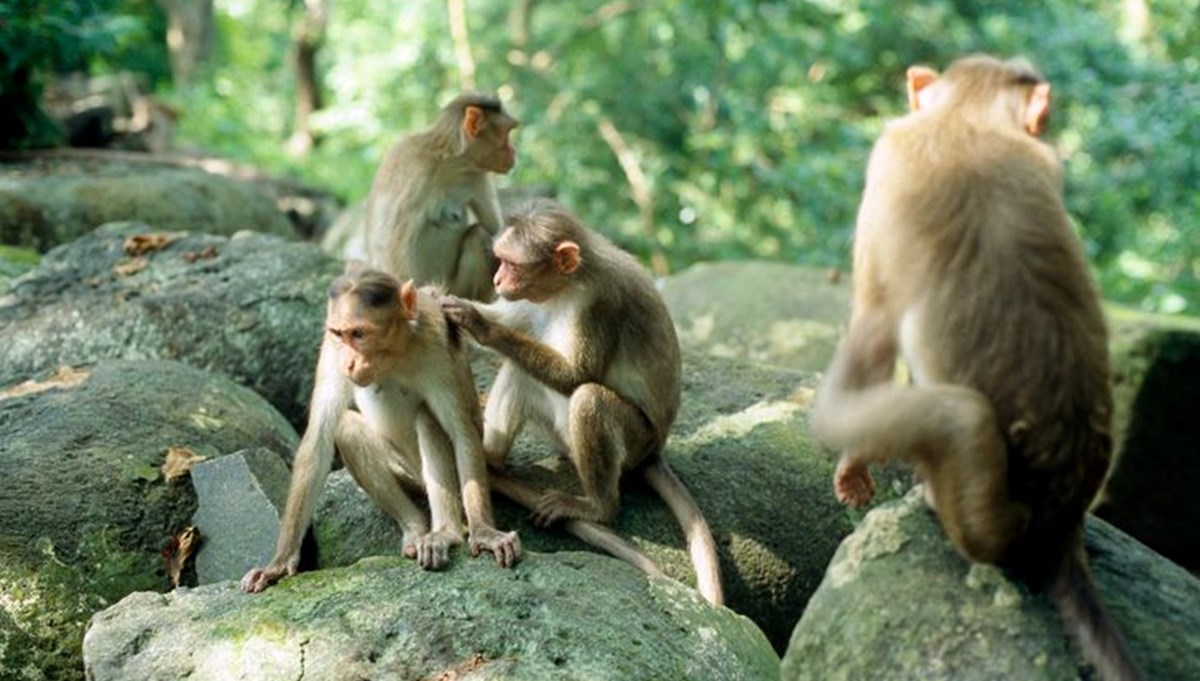 4 binden fazla vahşi maymuna ev sahipliği yapan 