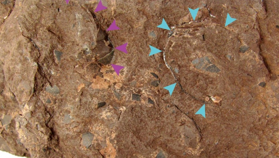 Japonya'da dünyanın en küçük dinozor yumurtası fosili bulundu