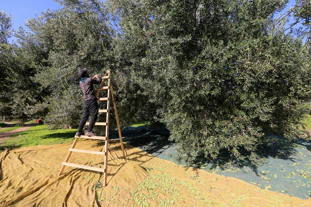 Halk arasında "yok yılı" döngüsü olarak biliniyor: Rekolte kaybı var ama kalitesi sevindirdi - 6