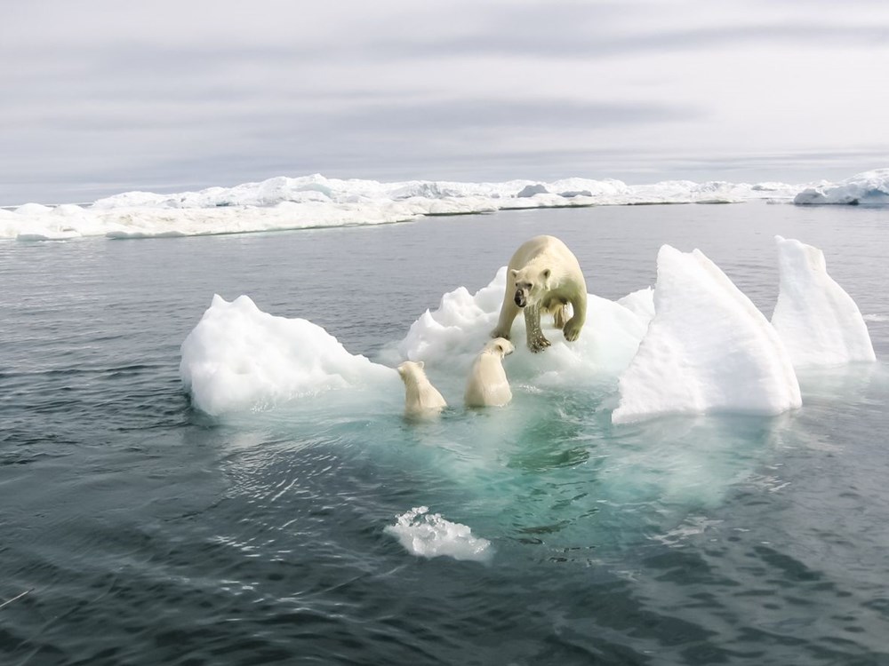 Küresel ısınma nedeniyle Arktik deniz buzu yakın bir zamanda yok olacak: İşte Dünya'yı bekleyen tehlikeler - 7