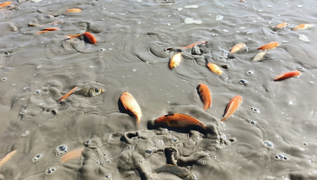 Su seviyesi düştü, acı gerçek ortaya çıktı: Binlerce balık telef oldu