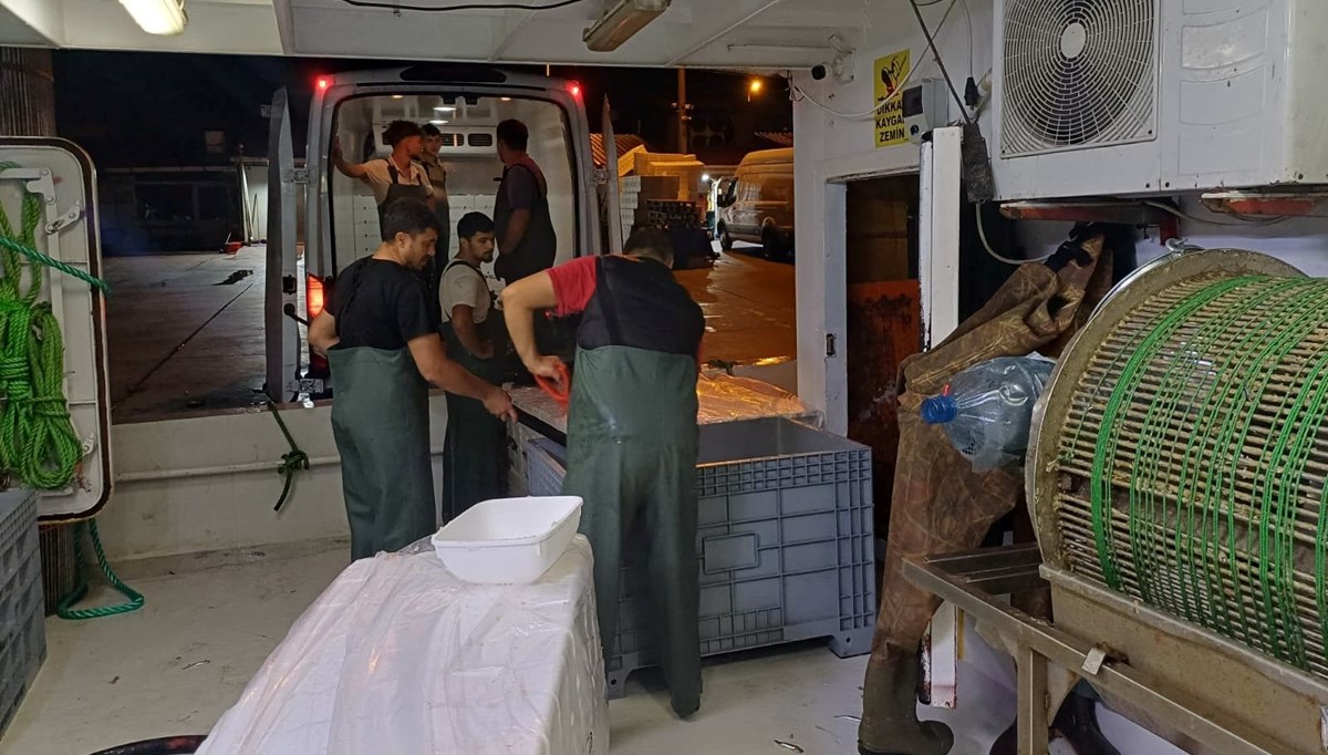 Bir ayda 198 ton hamsi çıkışı oldu: Bu yıl bolluk yaşanıyor