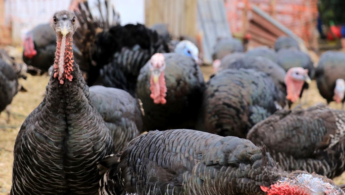 Hindiler yılbaşı için hazırlanmaya başladı