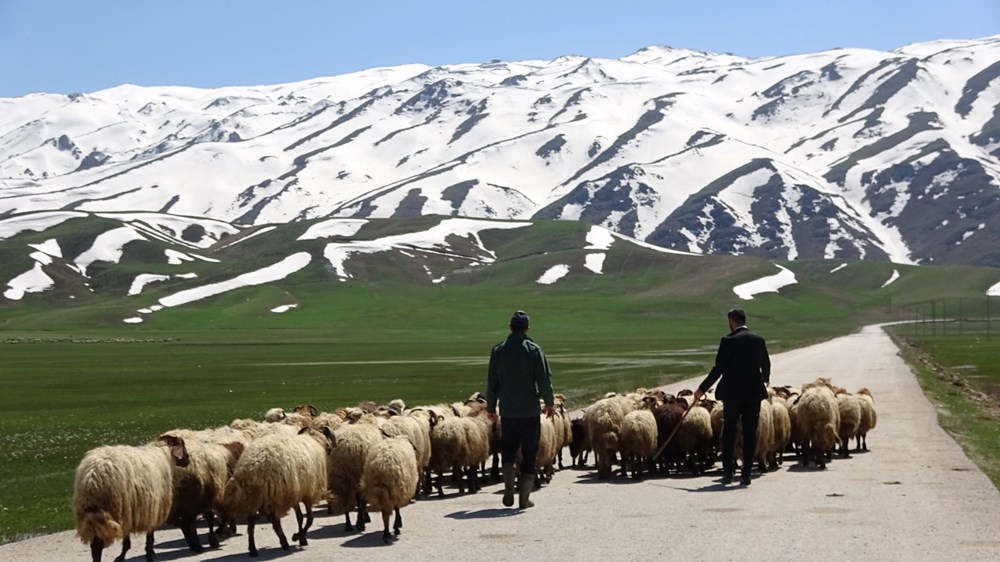 Hakkari'ye İran'dan ithal çoban - 4