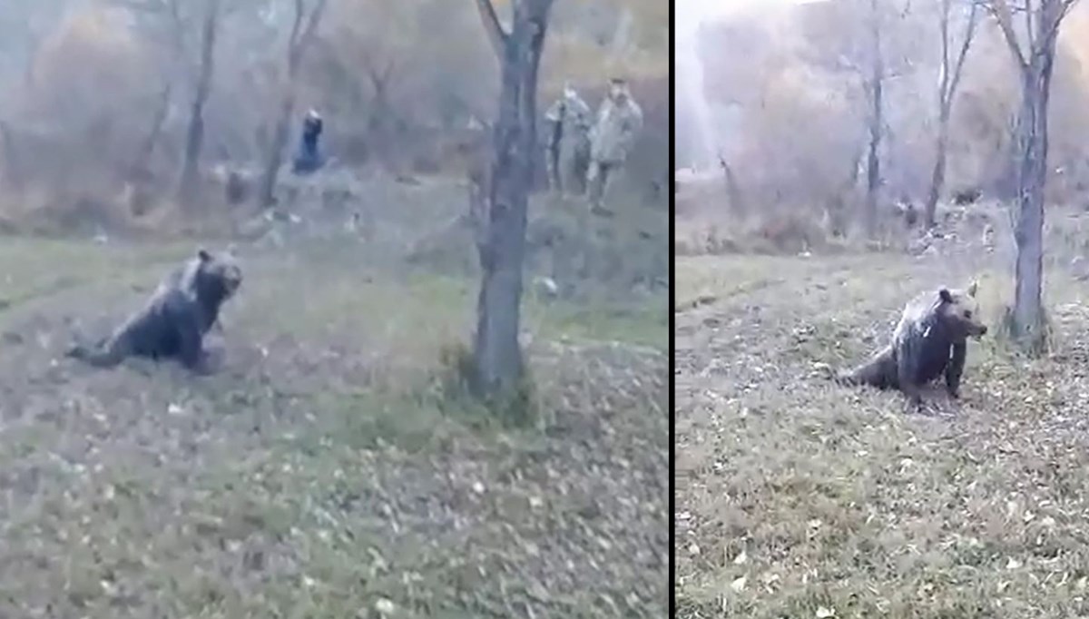 Köye inen bozayı için 'iğneli' operasyon