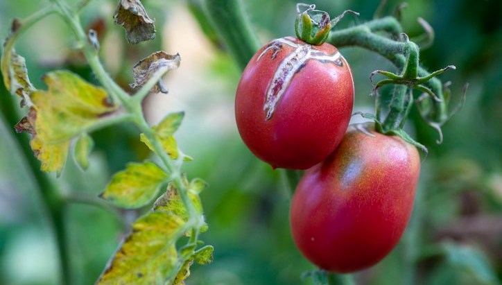 Tarımı yok eden virüslü domates alarmı: Bakanlık harekete geçti