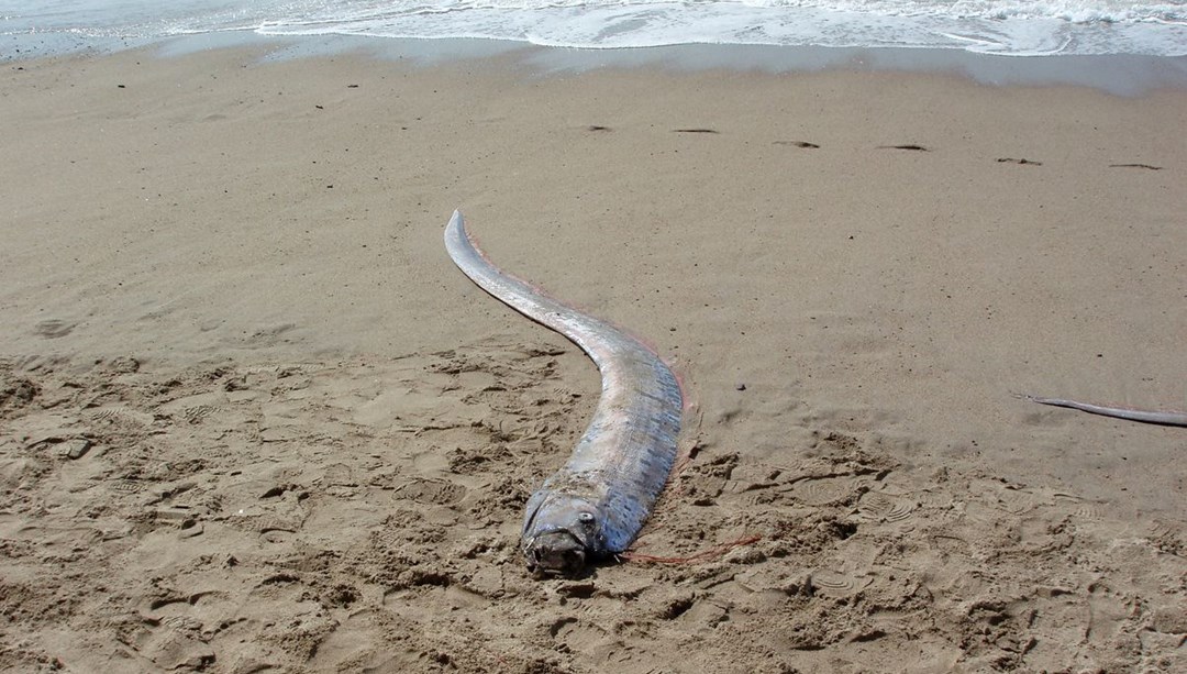 Felaketin habercisi: Meksika'da "kıyamet balığı" kıyıya vurdu!