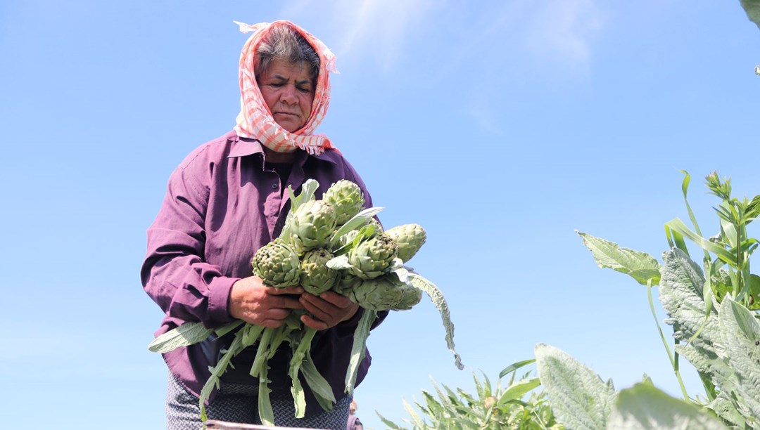 Tarladan sofralara geliyor: Tezgahta tanesi 50 TL