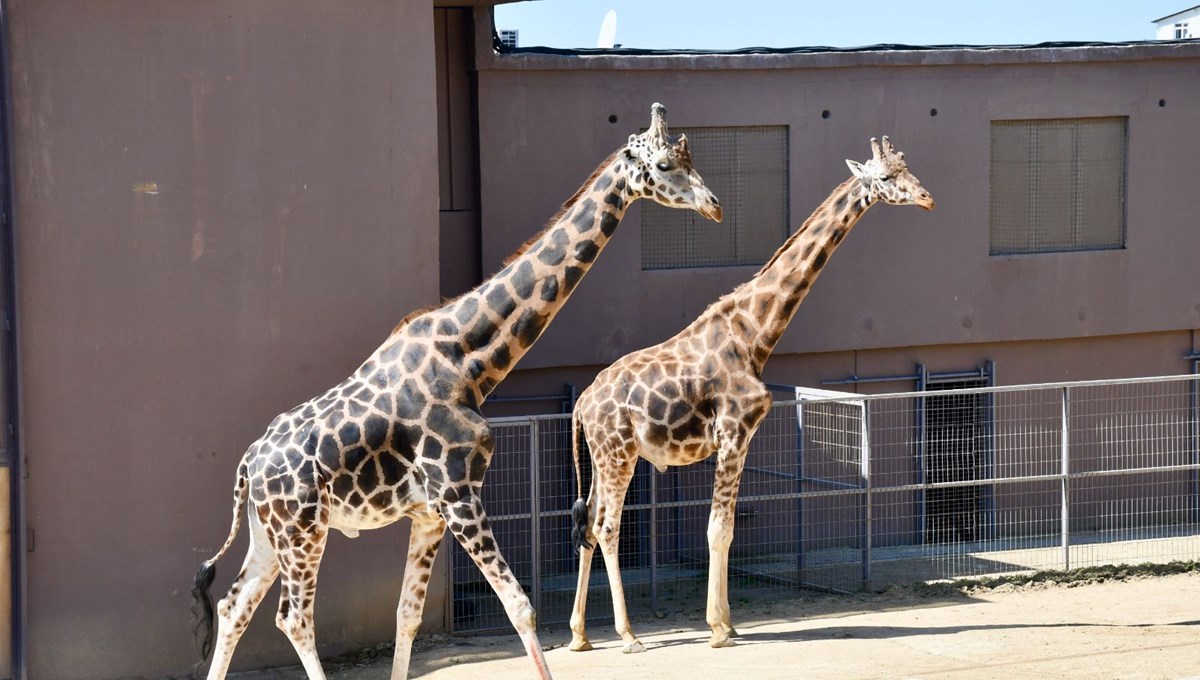 Kocaeli'deki hayvanat bahçesi bayramda ziyaretçilerini ağırlamaya hazır