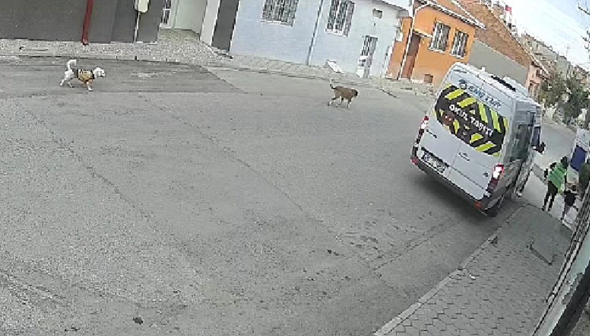 Eskişehir'de servis şoförü yolda duran köpeği ezip kaçtı Eskişehir'de servis şoförü yolda duran köpeği ezip kaçtı