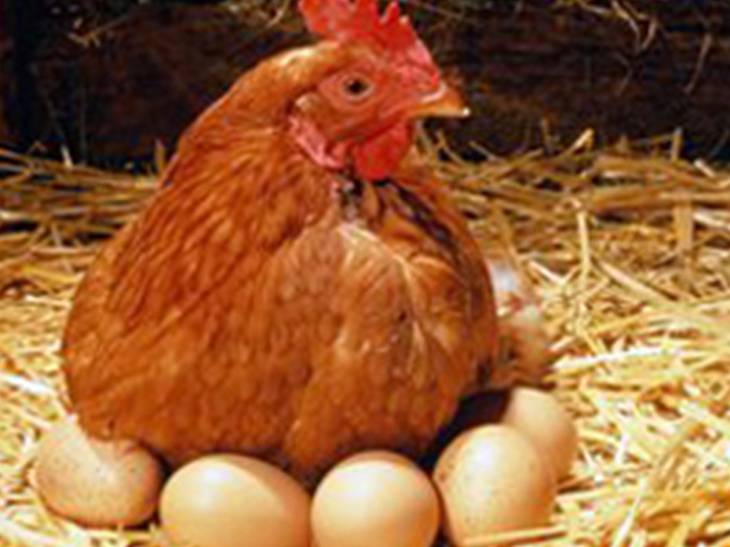 tavuklar gunde 3 kez yumurtlatiliyor a yanit saglik haberleri ntv
