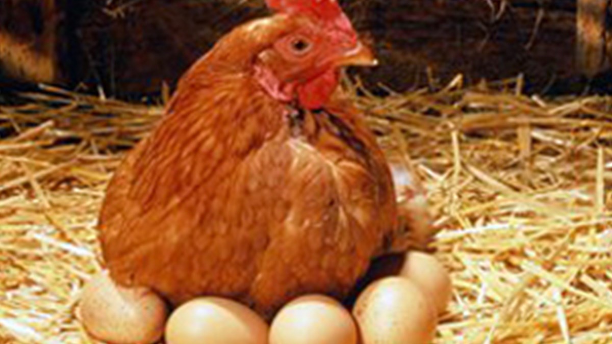 tavuklar gunde 3 kez yumurtlatiliyor a yanit saglik haberleri ntv