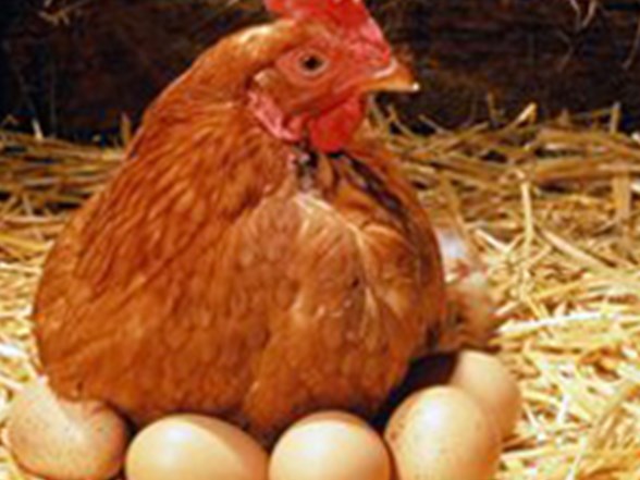 Tavuklar Gunde 3 Kez Yumurtlatiliyor A Yanit Saglik Haberleri Ntv Tavuklar Gunde 3 Kez Yumurtlatiliyor A Yanit Saglik Haberleri Ntv