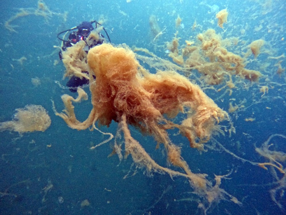 Sualtı görüntülendi... Marmara Denizi'nin müsilajı insan boyutuna ulaştı! Önüne gelen canlıyı hapsediyor - 13