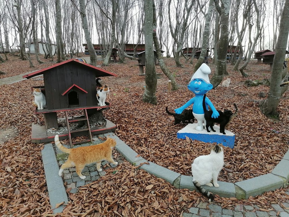 Sokak kedileri için �Kedi kasabası� NTV