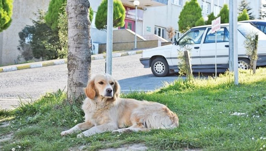 Sahibi tedaviye alınan köpek 5 gündür hastane kapısında bekliyor NTV
