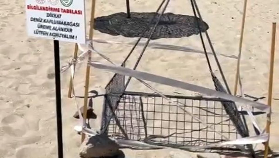 Sahildeki caretta caretta yuvası koruma altında