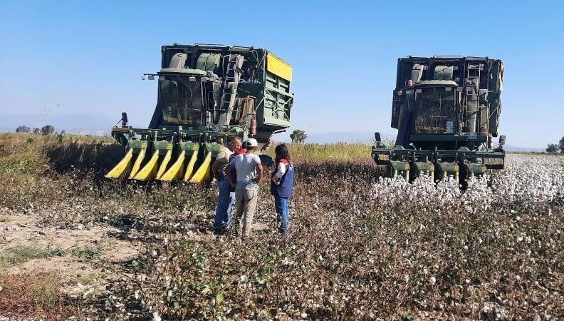 Aydın'da papuğun toplama fiyatı belli oldu