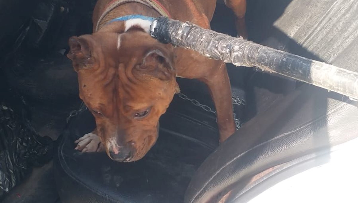 Mahalleli Pitbull beslediğini ihbar etti, 14 bin 982 lira ceza kesildi
