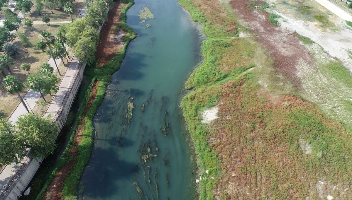 Seyhan Nehri yosun bataklığına döndü