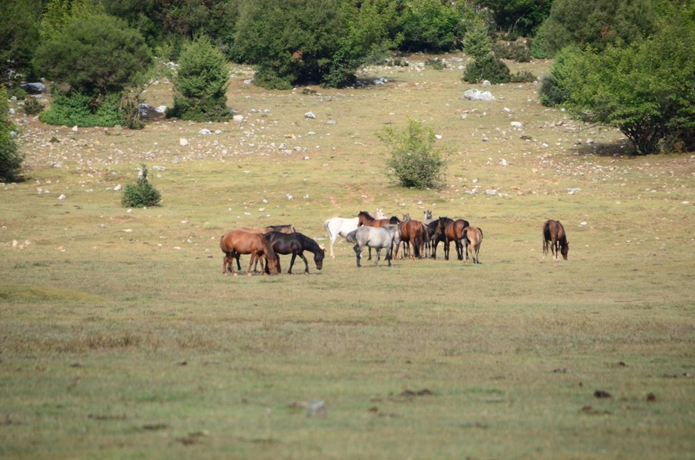 Soyları Osmanlı süvari birliğine dayanıyor! Torosların vahşi güzelliği 'Yılkı atları' - 16