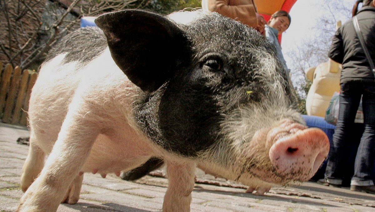 Hırvatistan'da domuz itlafı