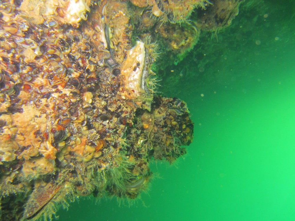 Karadeniz'de 'Pasifik istiridyesi' istilası - 1