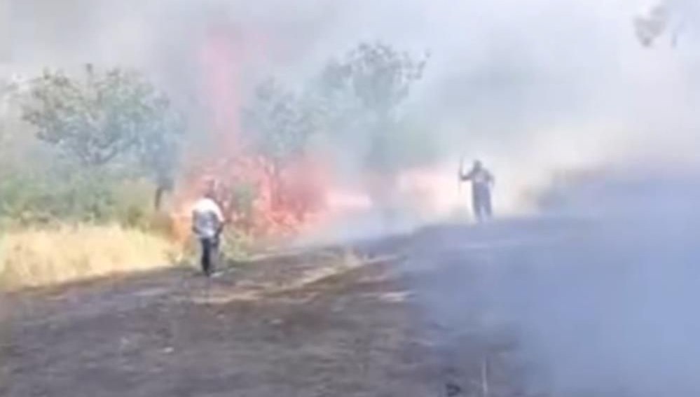 Siirt'te fıstık ağaçları yandı