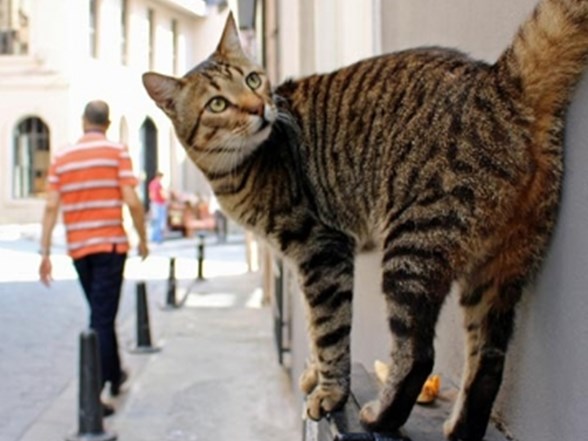 istanbul un kedileri almanya da